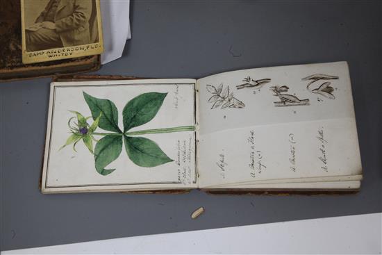 19th century Botanical studies,